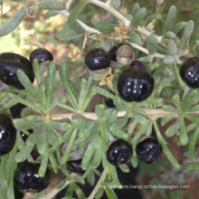Wholesale black goji berry plant young Seedlings,Best quality kidney black goji berry plant from Ningxia